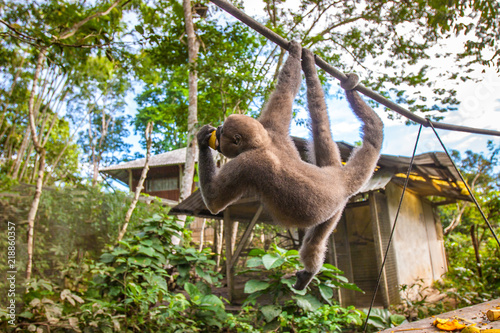 A monkey living in the jung...