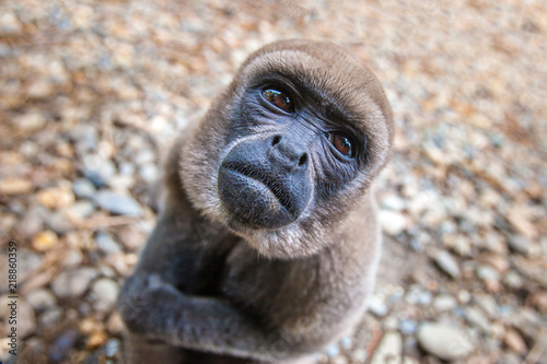 Fototapeta Naklejka Na Ścianę i Meble -  A monkey living in the jungle of the Amazon. Ecuador. The monkey looks at the top. Animals of Ecuador.
