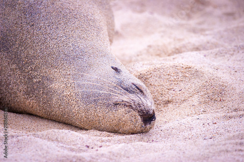 Ecuador. The Galapagos Isla...