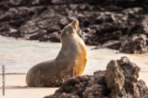 Ecuador. The Galapagos Isla...