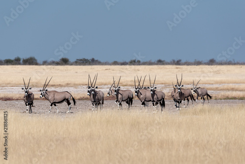 A wonderful beautiful herd of gemsbok (Oryx) antelopes standing on white salt pan between yellow dry grass land with blue sky, Etosha National Park, Namibia