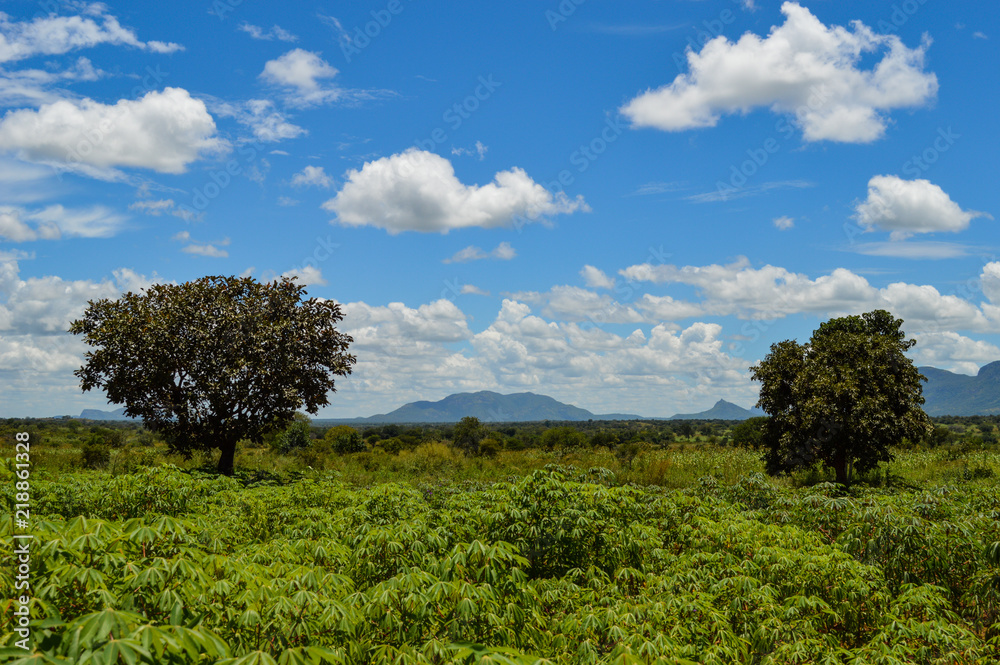 Weite Landschaft in Afrika mit Bäumen und Sträuchern; Uganda, Weitwinkel Weite Landschaft in Afrika mit Bäumen und Sträuchern; Uganda, Weitwinkel