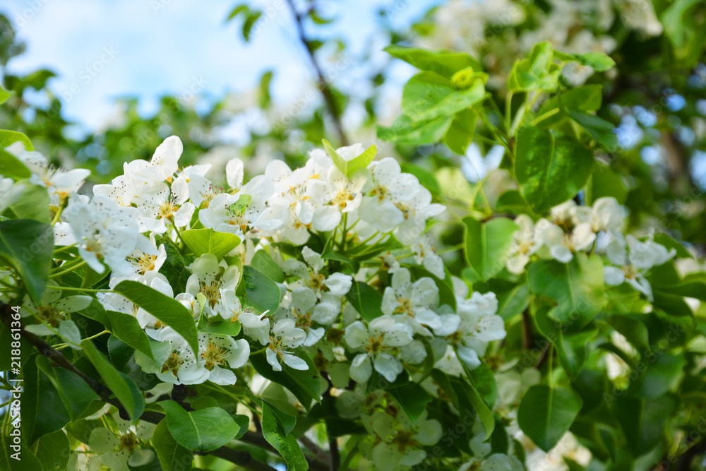 appletree, flower, spring, tree, white, blossom, nature, flowers, green, branch, apple, plant, garden, cherry, bloom, leaf, beauty, blooming, beautiful, season, petal, blossoming, summer, macro appletree, flower, spring, tree, white, blossom, nature, flowers, green, branch, apple, plant, garden, cherry, bloom, leaf, beauty, blooming, beautiful, season, petal, blossoming, summer, macro