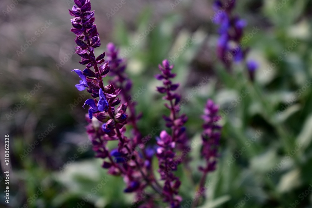 Obraz premium Lavender