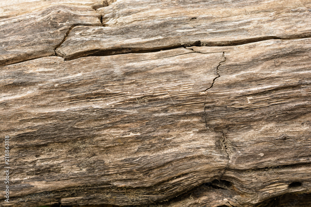 Surface of old cracked tree. Old natural wood background and texture. Surface of old cracked tree. Old natural wood background and texture.