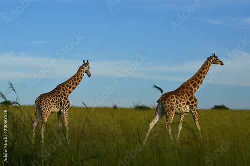 Zwei Giraffen laufen durch die Savanne  Uganda