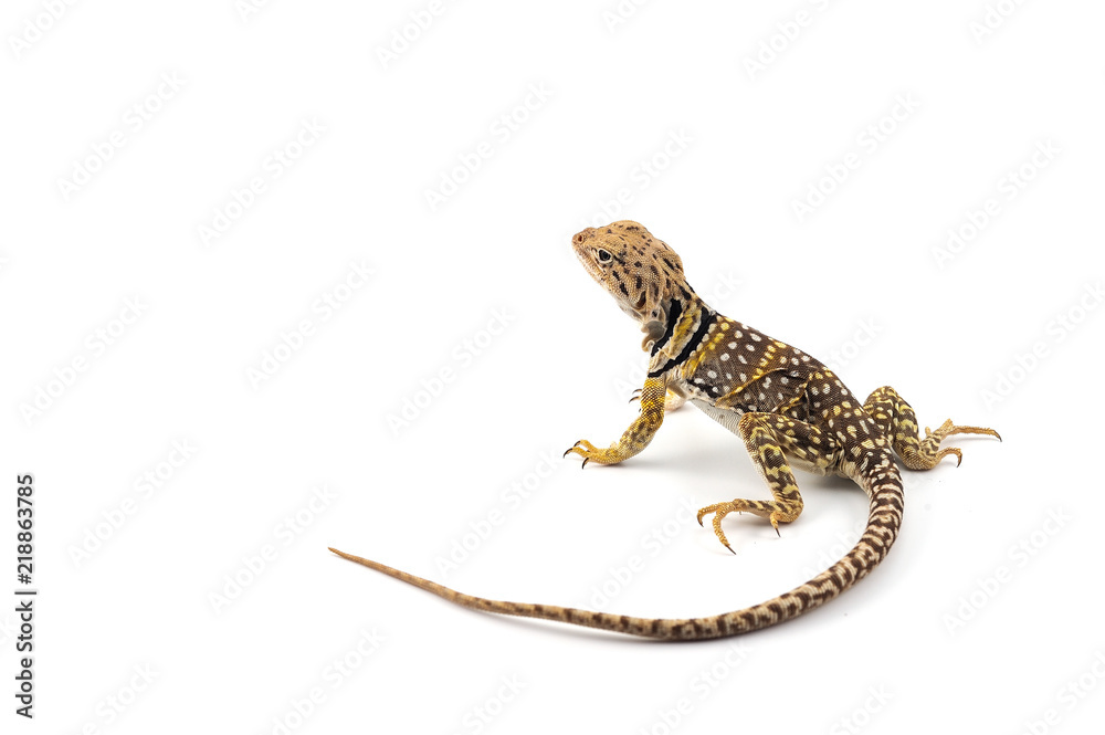 Naklejka premium The common collared lizard isolated on white background