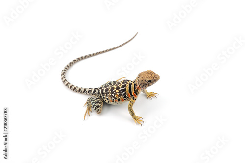 The common collared lizard isolated on white background