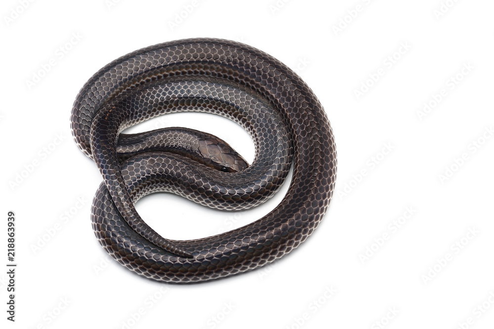 Fototapeta premium Sunbeam snake isolated on white background