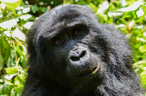 Berggorilla Gesicht Nahaufnahme 1  Bwindi Forest Impenetrable Forest National Park, Uganda © Jannik