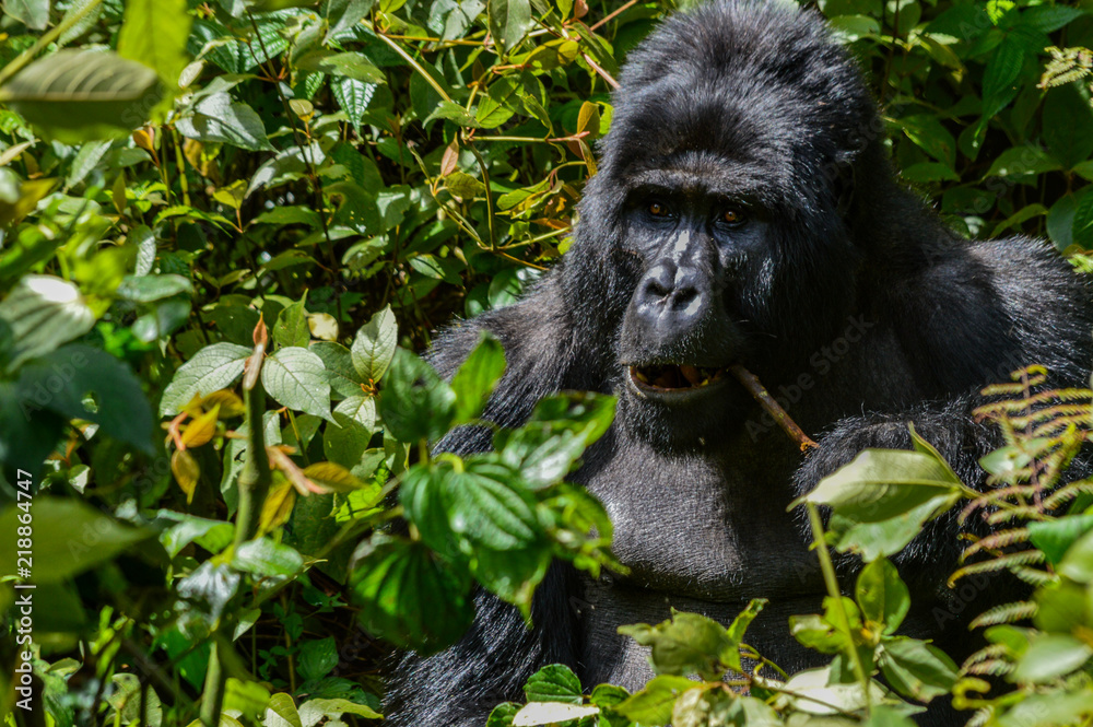 Obraz premium Silberrücken Berggorilla 1; Bwindi Forest Impenetrable Forest National Park, Uganda
