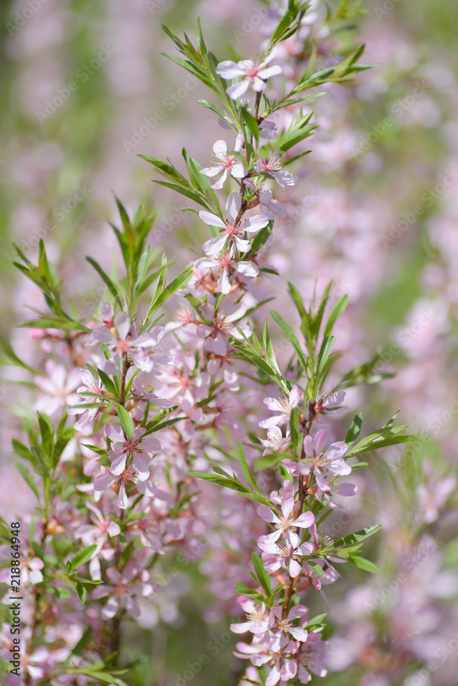 Blooming steppe almond (Prunus tenella). Natural plant background with pink flowers. Blooming steppe almond (Prunus tenella). Natural plant background with pink flowers.