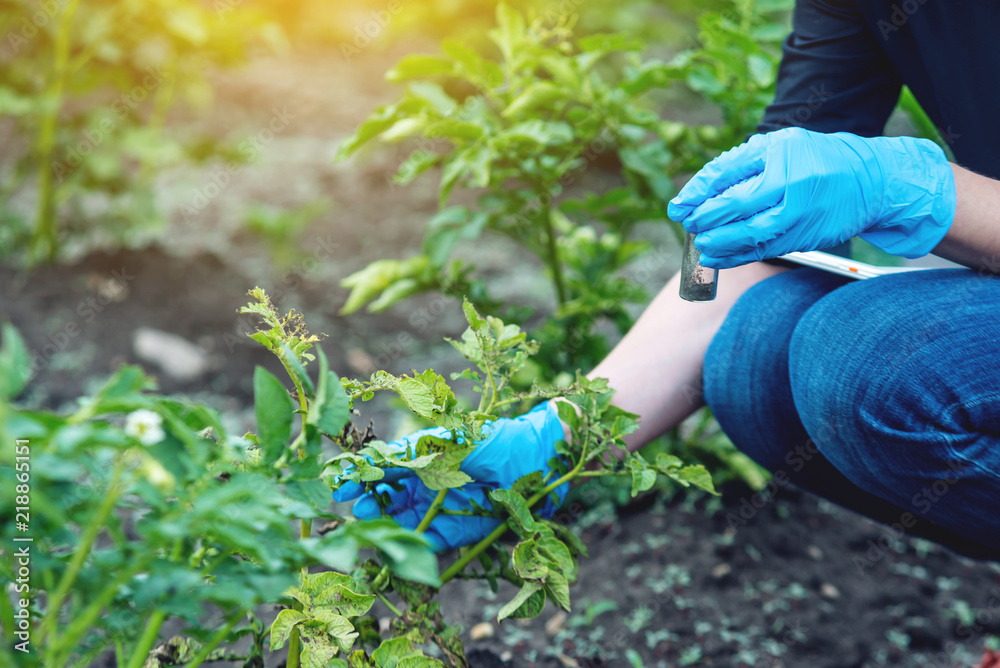Fototapeta premium Agronomist woman holding a soil sample and a tablet. Environmentally friendly farm production without nitrates.