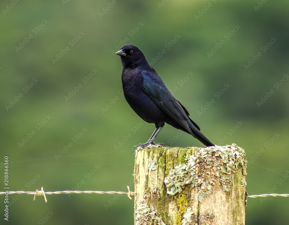 Molothrus bonariensis