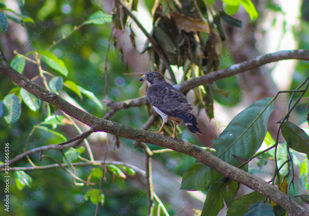gavião-de-asa-larga (Buteo platypterus) gavião-de-asa-larga (Buteo platypterus)