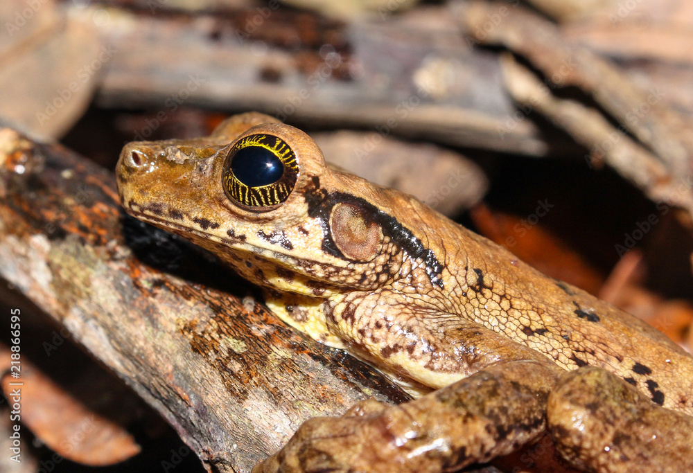 Osteocephalus taurinus Osteocephalus taurinus