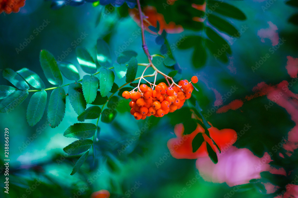 Red ashberry on background of green leaves in autumn, phone or laptop wallpaper background Red ashberry on background of green leaves in autumn, phone or laptop wallpaper background