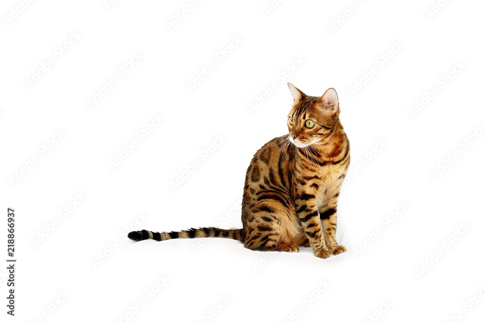 Fototapeta premium Kot bengalski siedzi