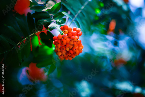 Red ashberry on background of green leaves in autumn, phone or laptop wallpaper background