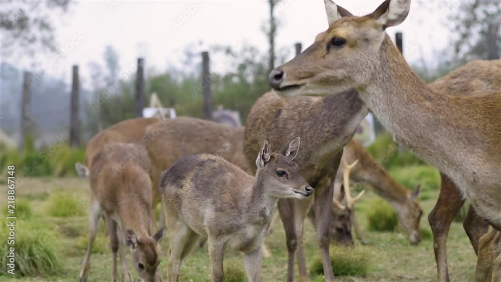 Full family of deer. Crowd of grazing deer in the field. Deer chewing grass.