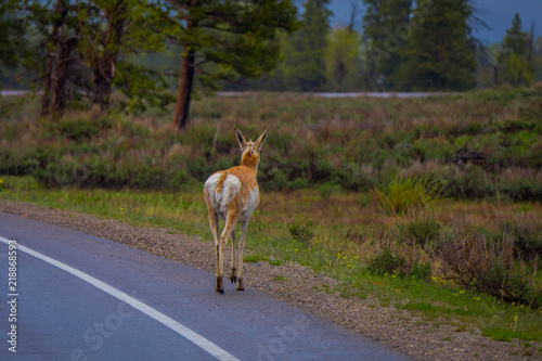 Beautiful outdoor view of rocky mountain mule deer, Odocoileus hemionus crossing the pavement in Yellowstone National Park in Wyoming
