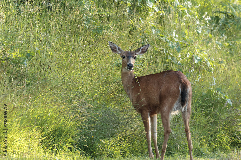 Black tailed deer eating grass. Black tailed deer eating grass.