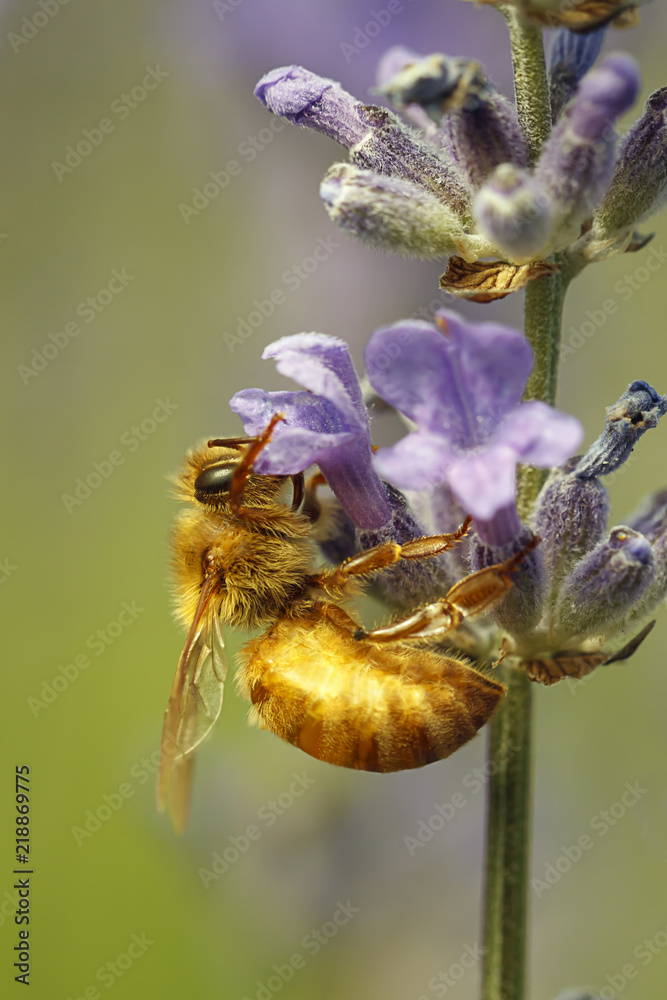 Honey bee clinging upside down on a flower. Honey bee clinging upside down on a flower.