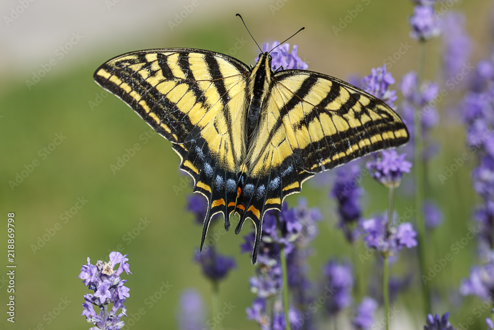 Yellow swallow tail on lavendar. Yellow swallow tail on lavendar.