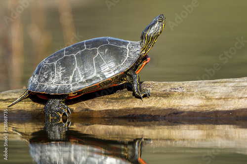 Side view of turle on log.