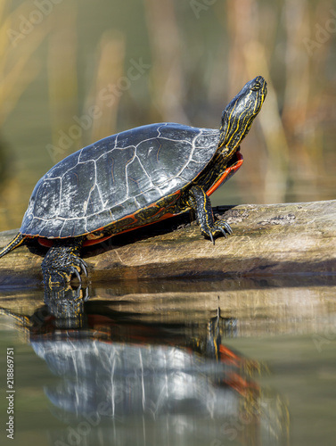 Turtle suns itself on a log.
