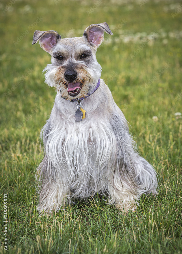 Portrait of miniature schnauzer in a park.