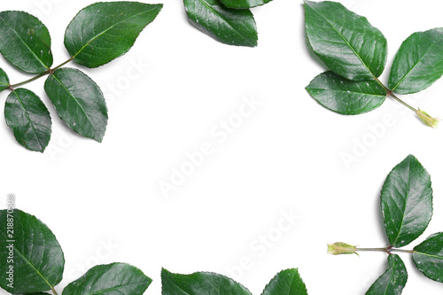 Rose leaves isolated on white
