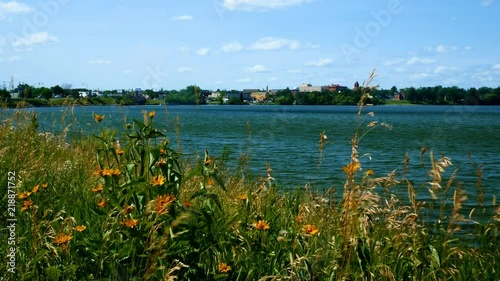 Wild flowers on the south shore of Lake Bemidji in the town of Bemidji Minnesota on a sunny day photo