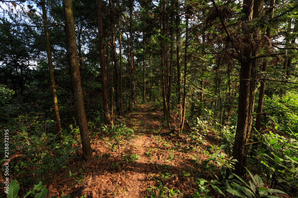 Sky Lane Forest Scenic Area of Lang Mountain, Langshan - China National Geopark, Xinning County Hunan province. Danxia natural forest scenery, UNESCO Natural World Heritage site. Pine trees