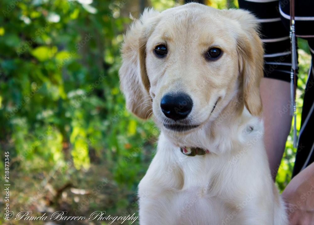 Puppy Puppy