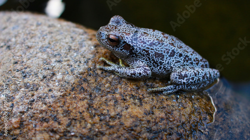 Photos Frog