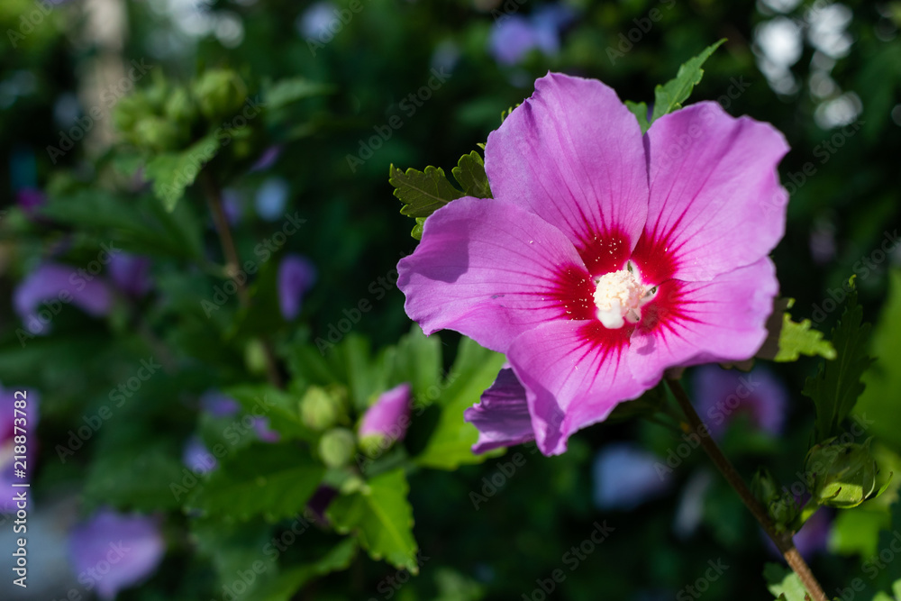 Obraz premium Summer Flower