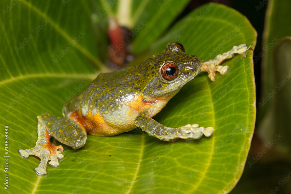 Tree Frog, Tree frog of Borneo, Tree frog on leaf , Frog of Borneo , Frog with isolated black background , Masked Tree Frog (Rhacophorus Angulirostris) Tree Frog, Tree frog of Borneo, Tree frog on leaf , Frog of Borneo , Frog with isolated black background , Masked Tree Frog (Rhacophorus Angulirostris)