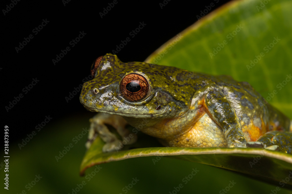 Tree Frog, Tree frog of Borneo, Tree frog on leaf , Frog of Borneo , Frog with isolated black background , Masked Tree Frog (Rhacophorus Angulirostris)
