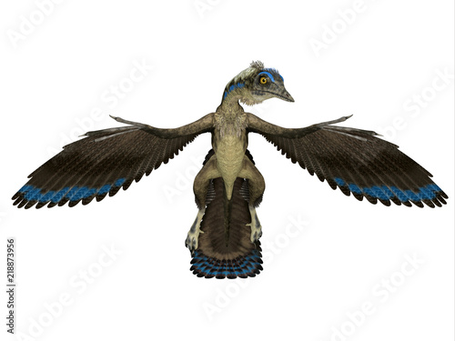 Archaeopteryx Reptile Front - Archaeopteryx was a carnivorous Pterosaur reptile that lived in Germany during the Jurassic Period. photo