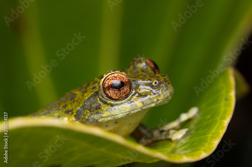 Tree Frog, Tree frog of Borneo, Tree frog on leaf , Frog of Borneo , Frog with isolated black background , Masked Tree Frog (Rhacophorus Angulirostris)