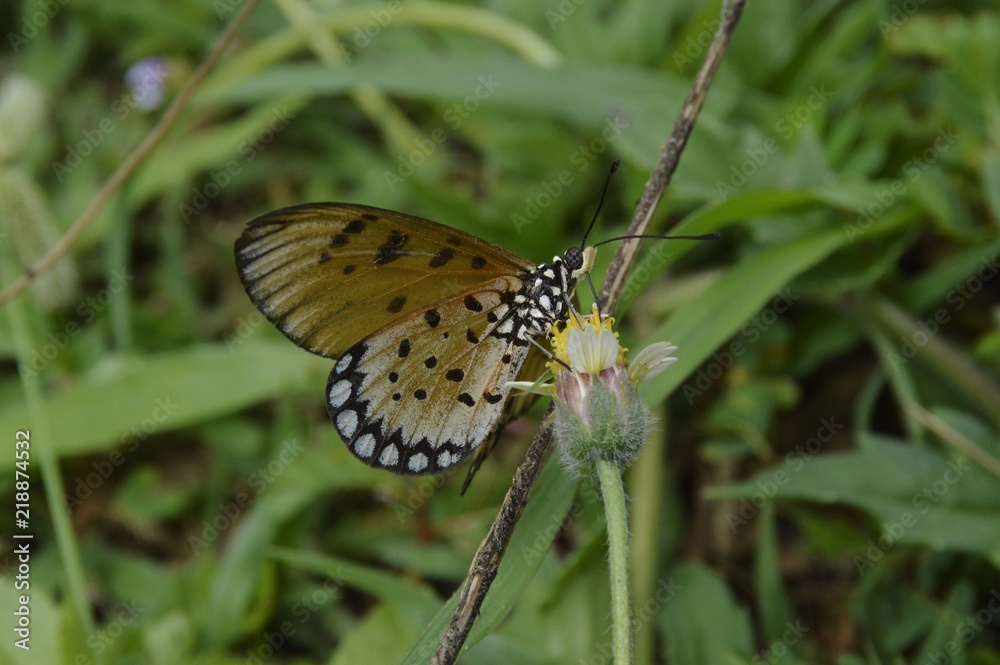 Fototapeta premium a beautiful butterfly at the garden