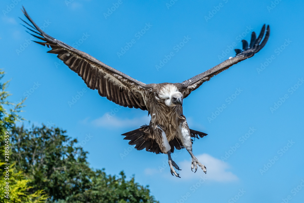 Obraz premium White Backed Vulture in Flight