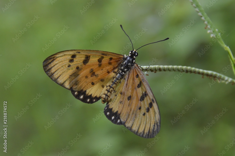 a beautiful butterfly at the garden a beautiful butterfly at the garden
