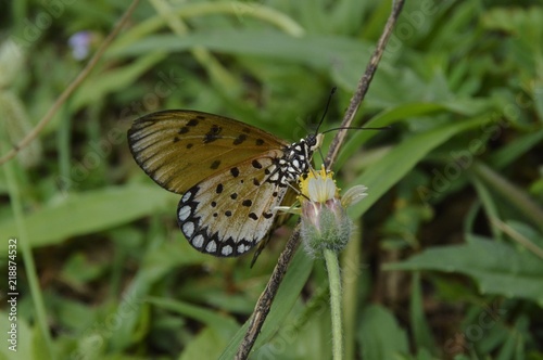 a beautiful butterfly at the garden