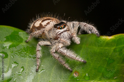 Close-up of Jumping Spider , Jumping Spider of Borneo , Jumping Spider , Beautiful Jumping Spider