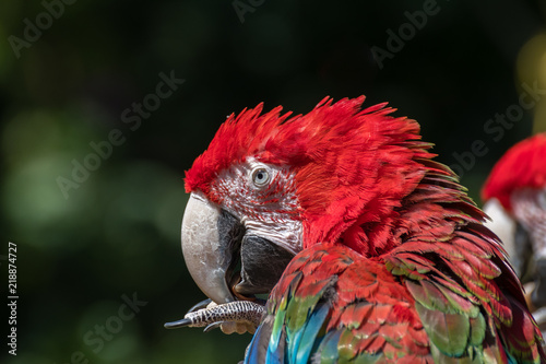 Scarlet Macaw photo