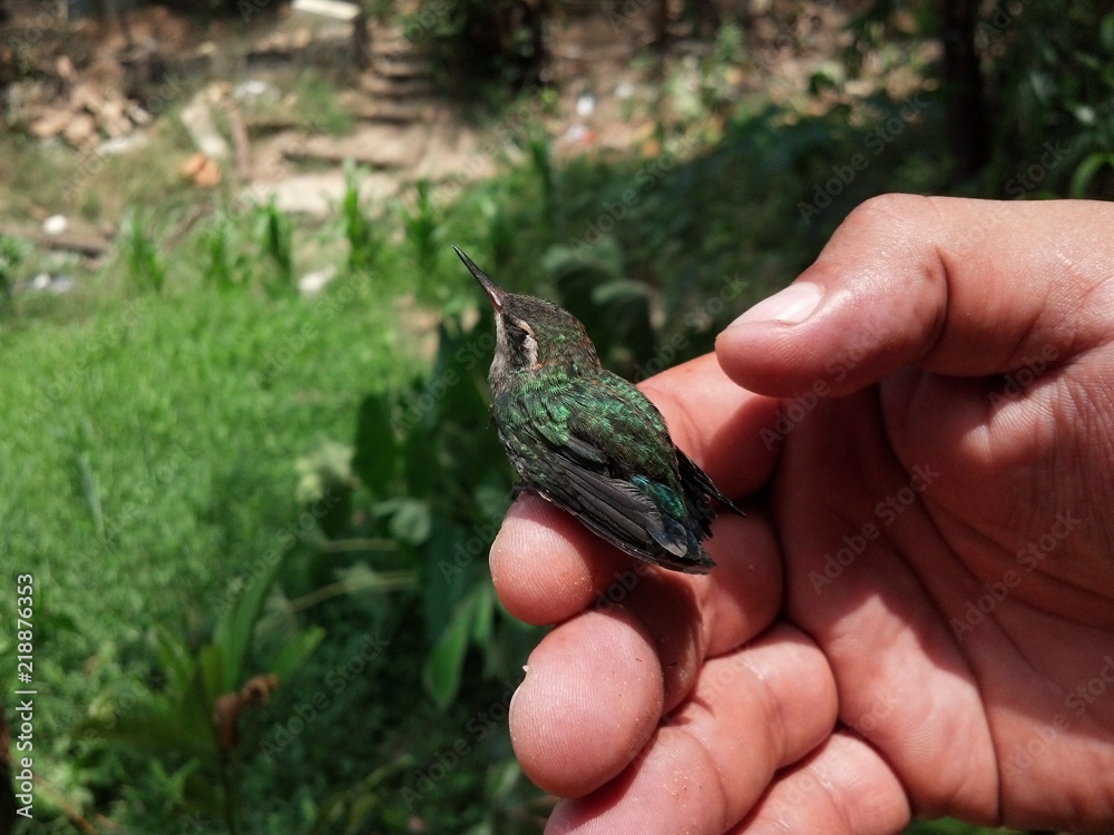fauna fauna