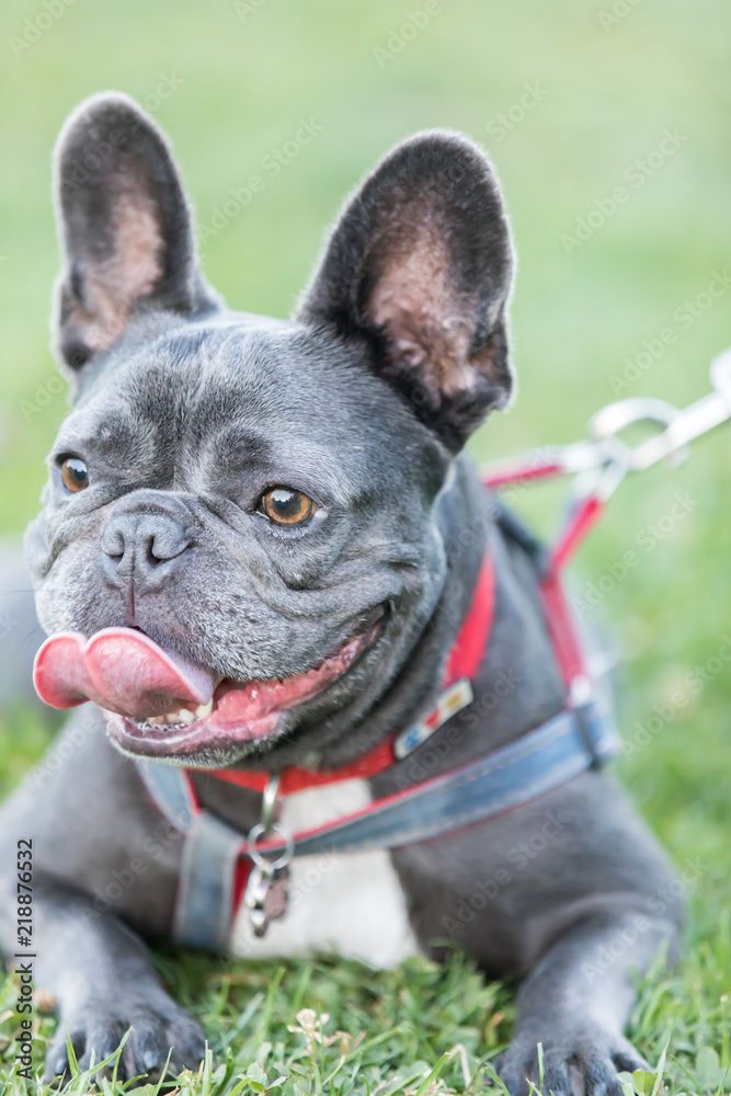 Blue Male French Bulldog taking a break. Young Frenchie lying on the grass tongue sticking out in a dog park in Northern California.