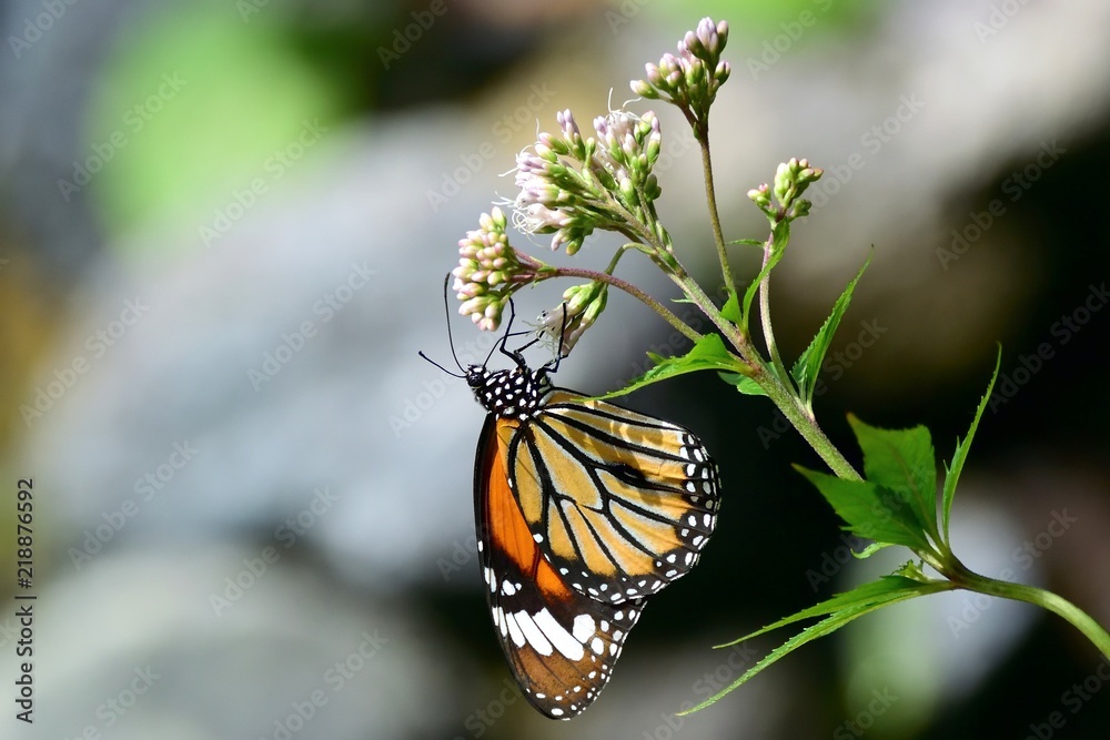 Obraz premium 食事中のカバマダラ